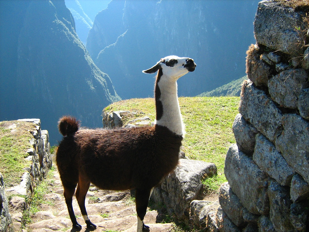 Machu Picchu Llama